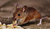 24 Hour & Emergency Exterminators in No Mankato, MN
